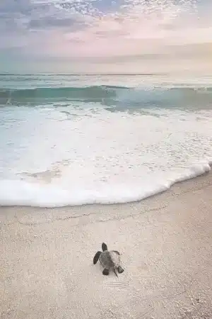 Fotokunst mit Naturthema