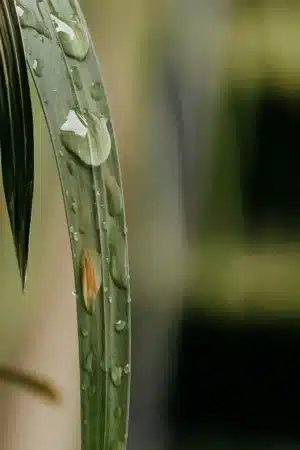Schlichte Fotokunst